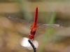 J19_9219 Crocothemis servilia male